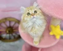 サイベリアン×ラガマフィン【青森県・女の子・2025年6月17日・レッドタビー&ホワイト】の写真3