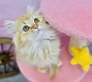 サイベリアン×ラガマフィン【青森県・女の子・2025年6月17日・レッドタビー&ホワイト】の写真5