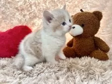 セルカークレックス【青森県・男の子・2025年2月17日・クリーム&ホワイト】の写真5