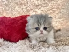 ペルシャ【青森県・男の子・2025年2月18日・ブルータビー&ホワイト】の写真7