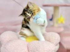 エキゾチックショートヘア【青森県・女の子・2025年4月10日・ブラウンパッチドタビー&ホワイト】の写真8