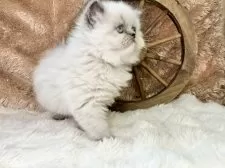 ヒマラヤン【青森県・女の子・2025年3月28日・ブルークリームポイント】の写真8