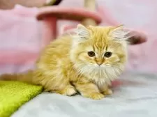 サイベリアン×ラガマフィン【青森県・女の子・2025年6月17日・レッドタビー&ホワイト】の写真9