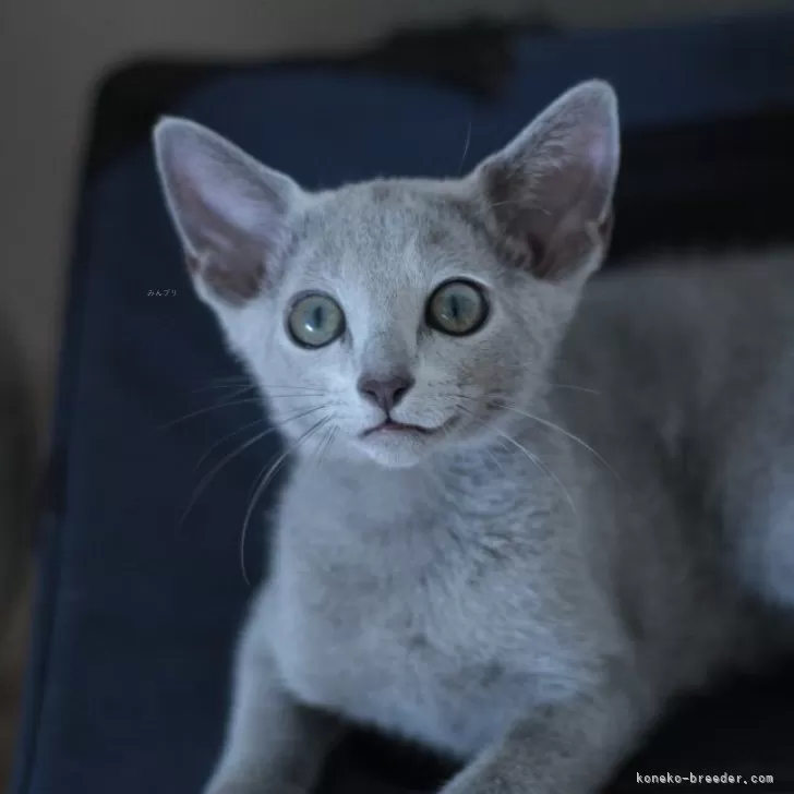 ID：2407-02837の子猫