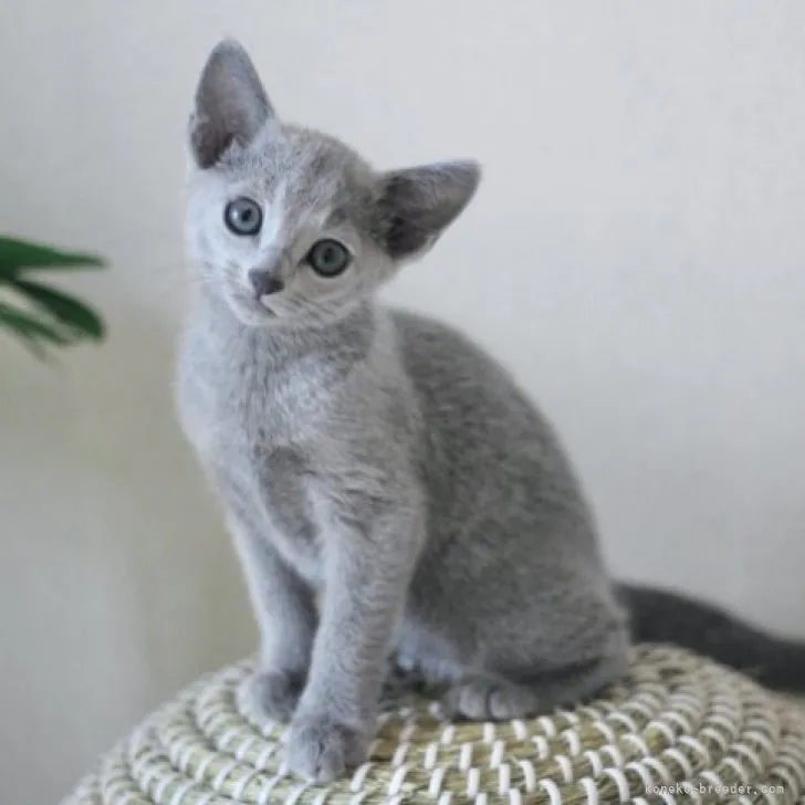 ID:2306-01565の子猫