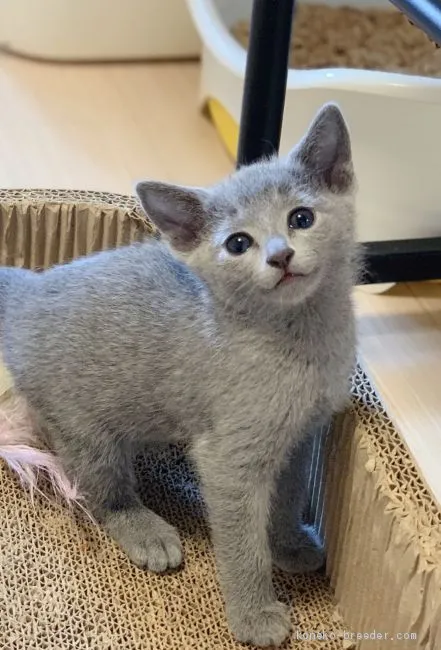 ID：2012-00215の子猫