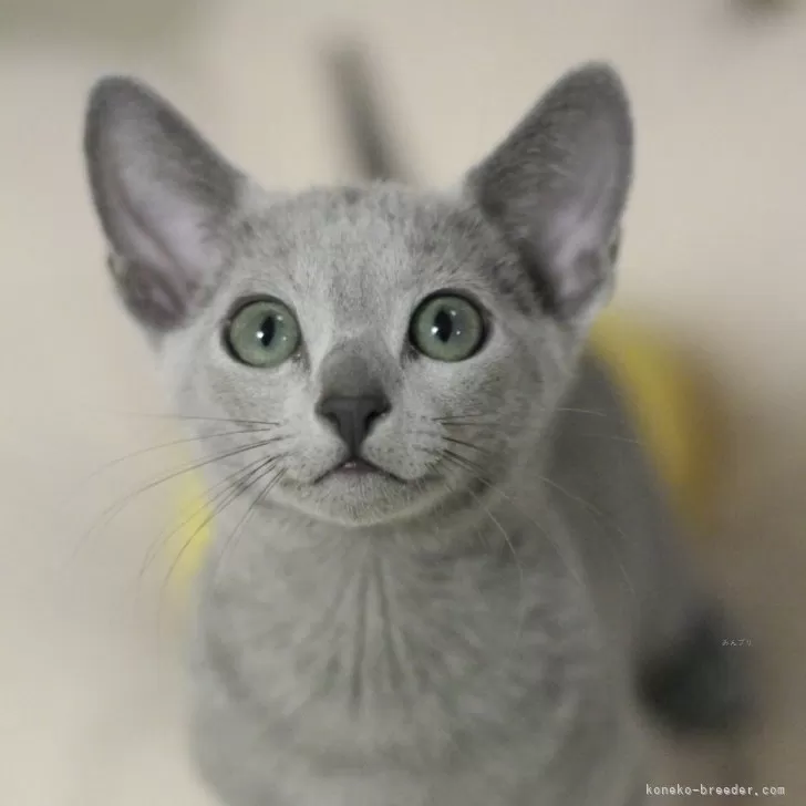 ID：2401-01833の子猫