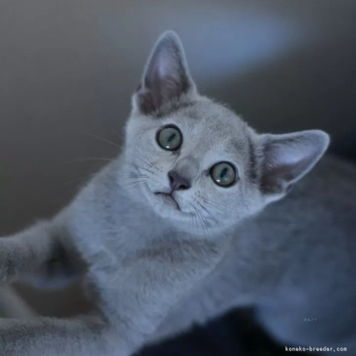 ID:2407-02831の子猫
