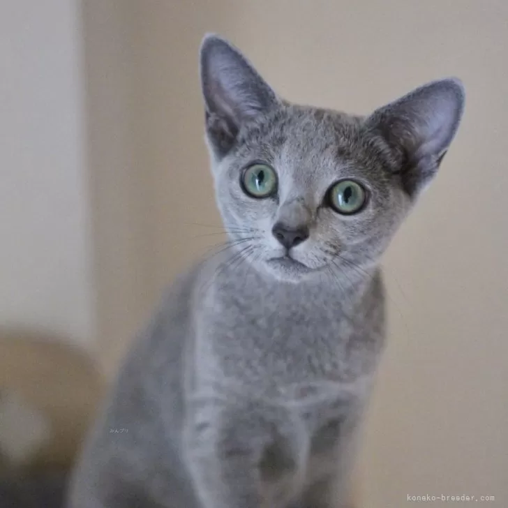 ID：2401-00090の子猫