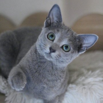 ロシアンブルー【茨城県・女の子・2023年8月26日・ブルー】の写真「ベビーネーム「かしわちゃん」です✨」