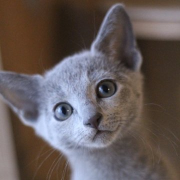 ロシアンブルー【茨城県・男の子・2023年11月17日・ブルー】の写真「ベビーネーム「トッポ」くんです✨」