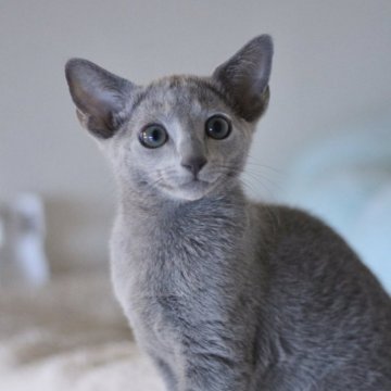 ロシアンブルー【茨城県・男の子・2024年2月6日・ブルー】の写真「ベビーネーム「ワリオ」くんです✨　」