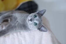 ロシアンブルー【・女の子・2023年4月23日・ブルー】