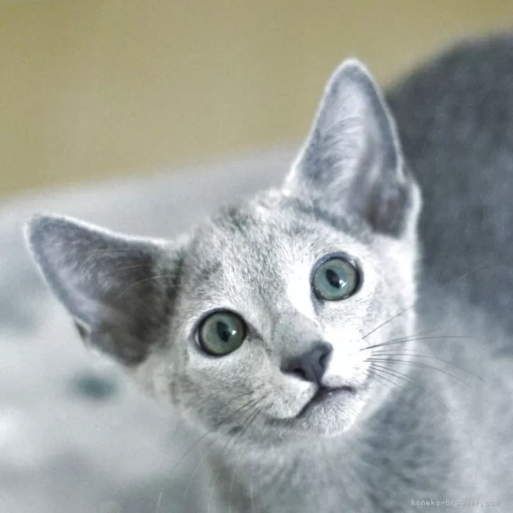 ID：2506-01900の子猫