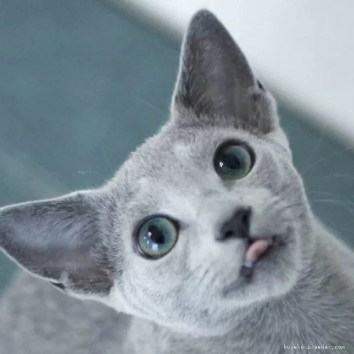 はる 様のお迎えした子猫