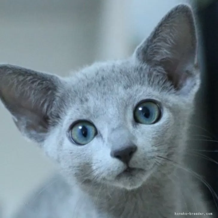 ロシアンブルー【茨城県・男の子・2025年9月4日・ブルー】の写真1