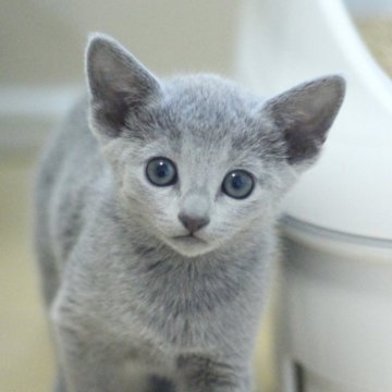 ロシアンブルー【茨城県・女の子・2025年1月24日・ブルー】の写真「ベビーネーム「シェラ」ちゃんです✨」