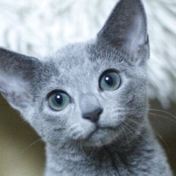 ロシアンブルー【茨城県・女の子・2025年8月8日・ブルー】の写真「ベビーネーム「ミナちゃん」です✨」
