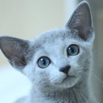 ロシアンブルー【茨城県・女の子・2025年9月4日・ブルー】の写真「ベビーネーム「れんげ」ちゃんです✨」