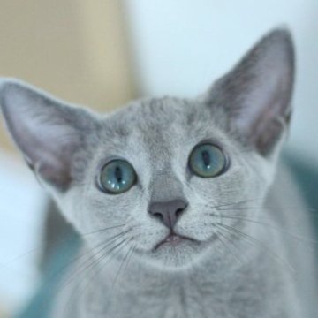 ロシアンブルー【茨城県・女の子・2025年6月3日・ブルー】の写真「ベビーネーム「ロゼ」ちゃんです」