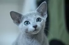 ロシアンブルー【茨城県・男の子・2025年9月4日・ブルー】の写真5