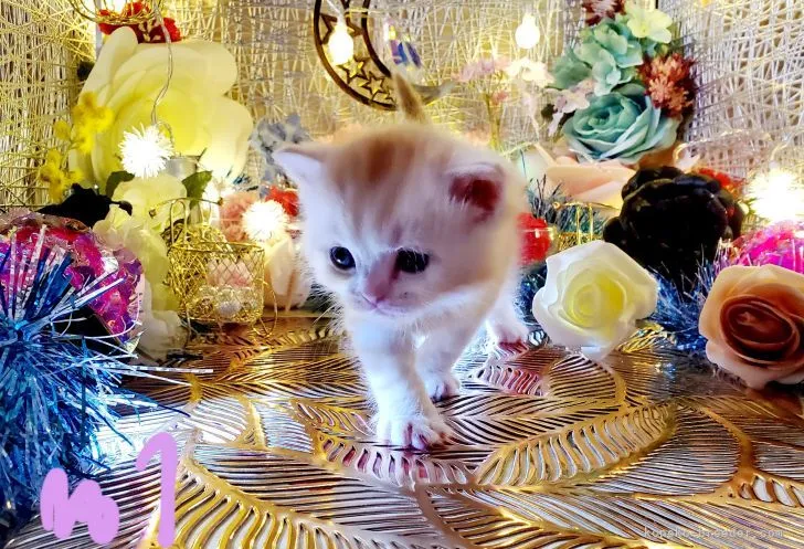 ID:2204-00584の子猫