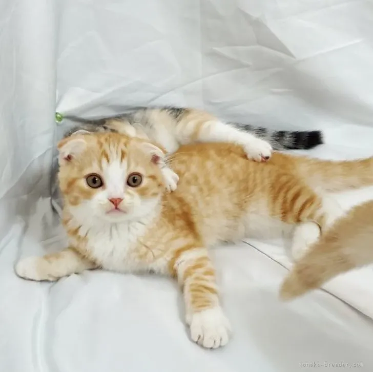 ID：2303-02235の子猫