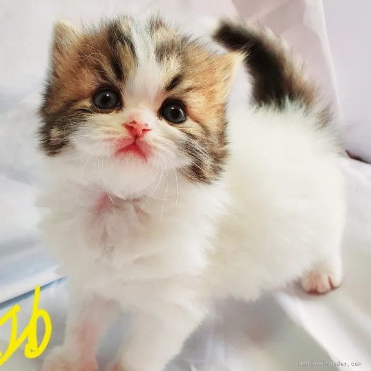 ID:2303-02310の子猫