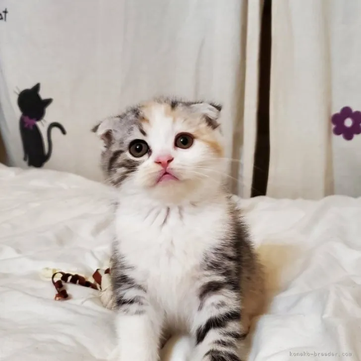 ID：2303-02231の子猫