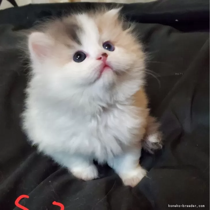 ID：2403-02029の子猫