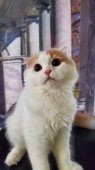 スコティッシュフォールド【・男の子・2022年2月27日・クリーム&ホワイト】「遊びたい年頃なんだ！」