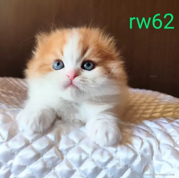 ID:2503-02362の子猫