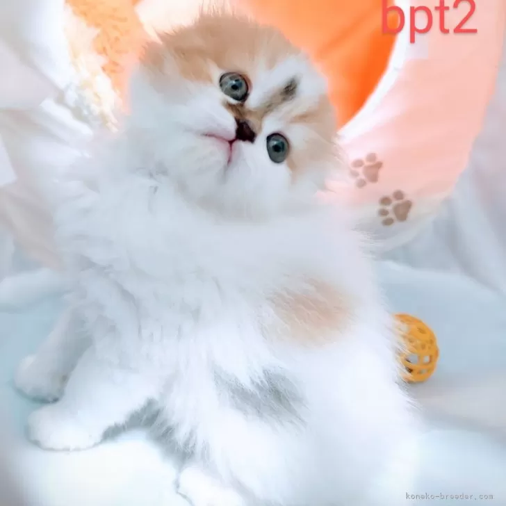 ID：2502-01244の子猫