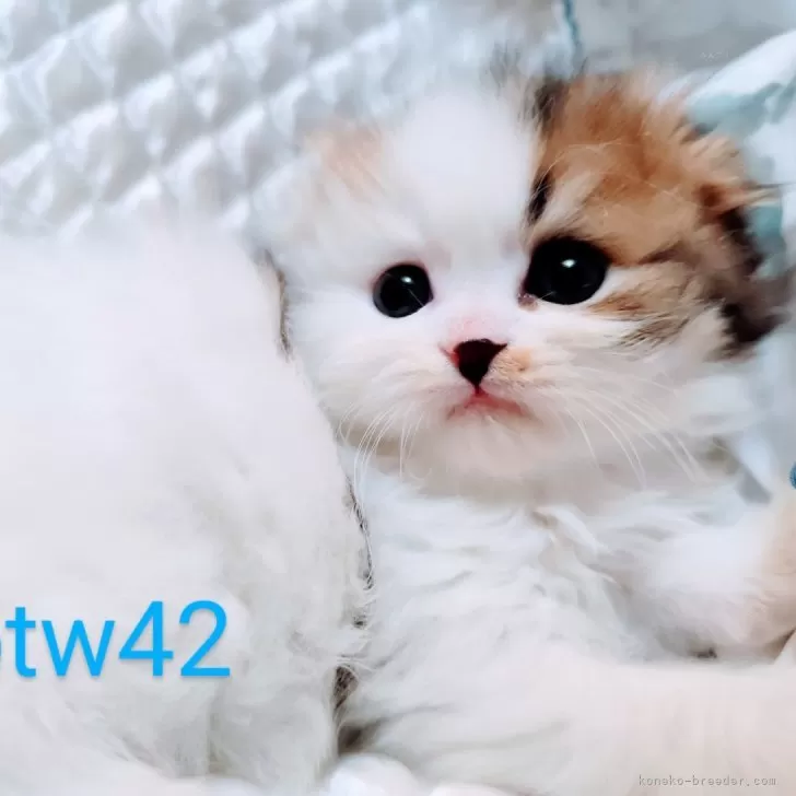 ID:2503-02356の子猫