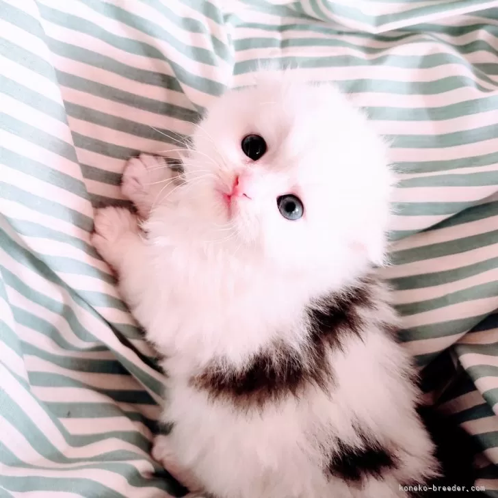 S.S 様のお迎えした子猫