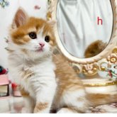 スコティッシュフォールド(立ち耳)