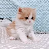 スコティッシュフォールド(立ち耳)