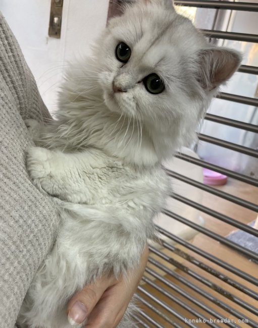 飯田　晶子(いいだ　しょうこ)ブリーダー(静岡県・マンチカンなど・ICC登録)の紹介写真1