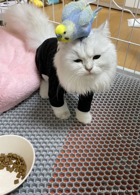 小鳥にも優しいおっとりお母さん猫です。｜飯田　晶子(いいだ　しょうこ)ブリーダー(静岡県・マンチカンなど・ICC登録)の紹介写真2