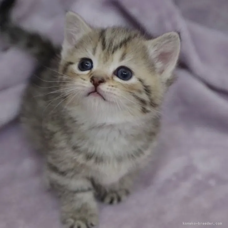 ID：2306-03788の子猫