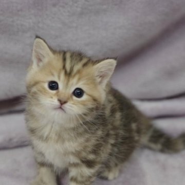 マンチカン(長足)【静岡県・女の子・2023年5月19日・ブラウンタビー】の写真「お目目がくりくりでまん丸顔がキュート」