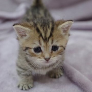 マンチカン(短足)【静岡県・男の子・2023年5月19日・ブラウンタビー】の写真「足がとっても短く、
てくてく歩く姿が可愛すぎ❤️」