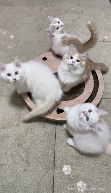 高久正基ブリーダーのブログ：猫たちと過ごす毎日と、年末年始のご見学について🐾