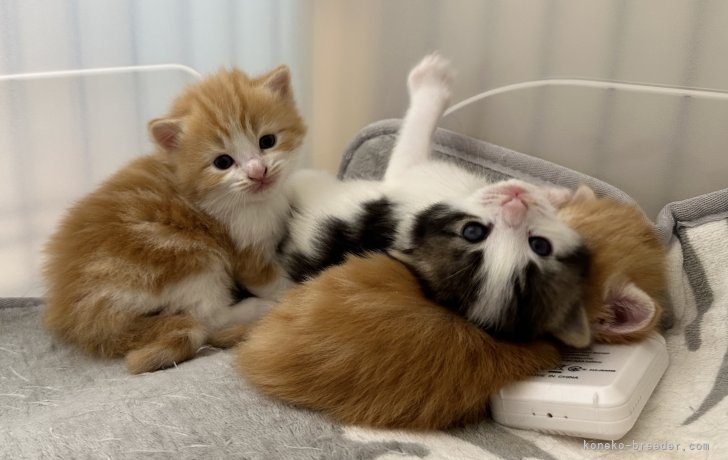 高久正基ブリーダーのブログ：可愛い子猫 すくすく成長中です