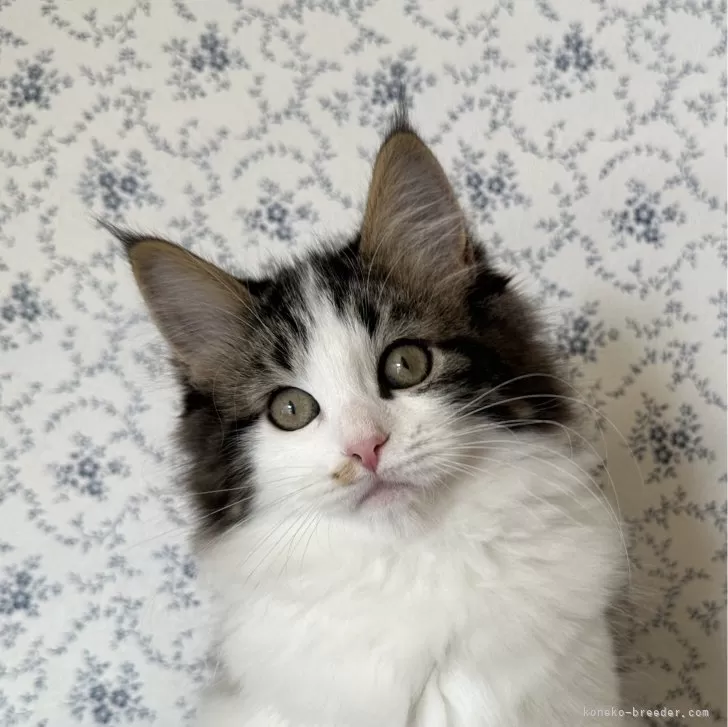 ID：2402-00170の子猫