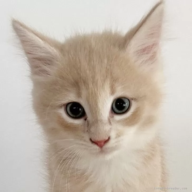 M.M 様のお迎えした子猫