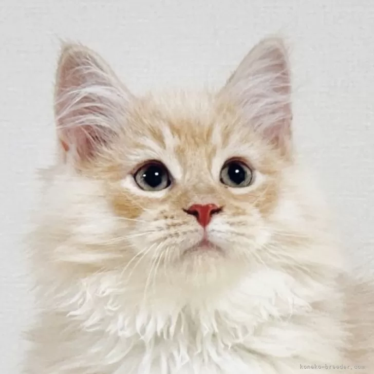 ID:2408-02550の子猫