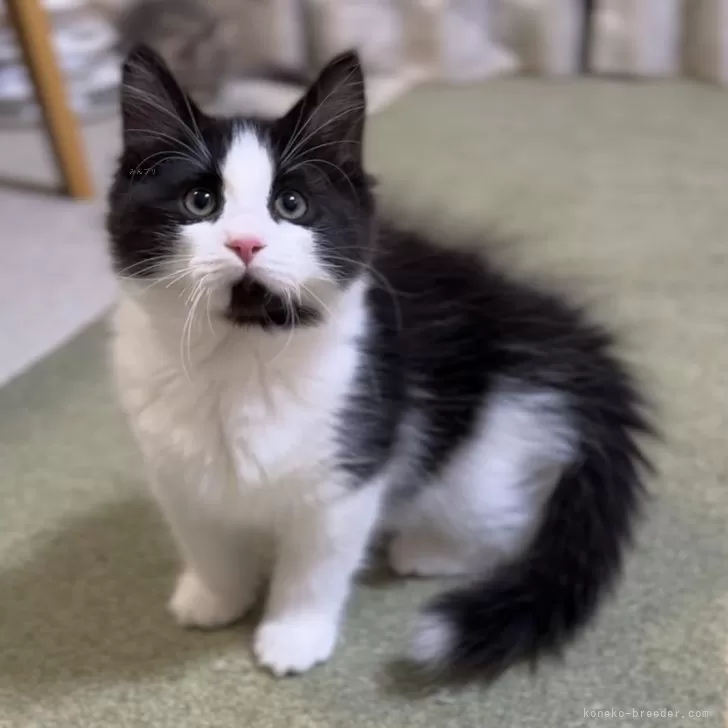 ID:2312-01216の子猫