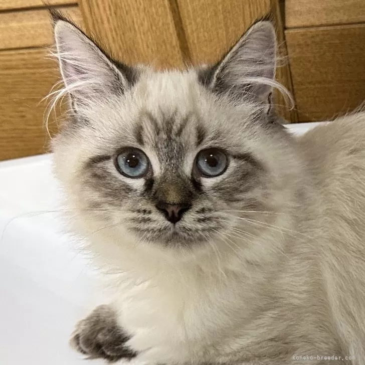ID:2311-01850の子猫