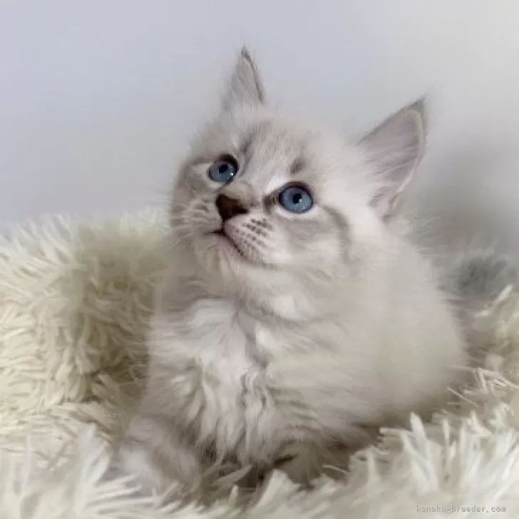 ID：2312-01456の子猫